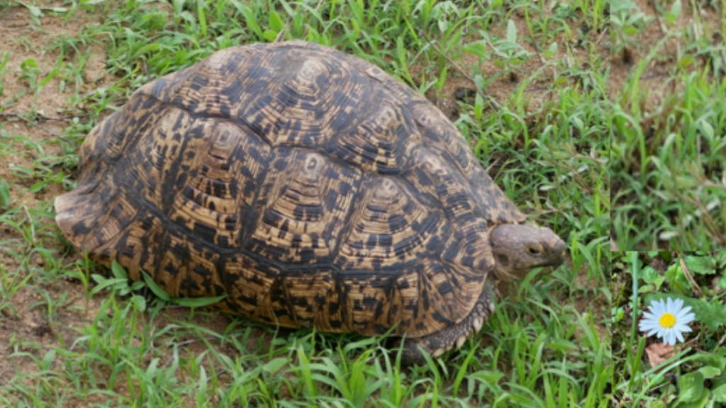 Symbolbild einer Schildkröte, die im Sinne des Wei Qi wichtig ist, denn die Akupunkt-Meridian-Massage, bzw. Wei Qi kann dabei helfen, den Schildkrötenpanzer zu stärken. Dabei hilft die PhysioCranio Privatpraxis Dietlinde Liptak in Göppingen - Bartenbach schnell und effektiv.